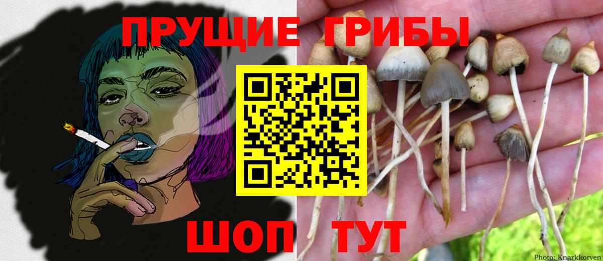 Ярославль  Галлюциногенные грибы MAGIC MUSHROOMS  Вход с VPN 